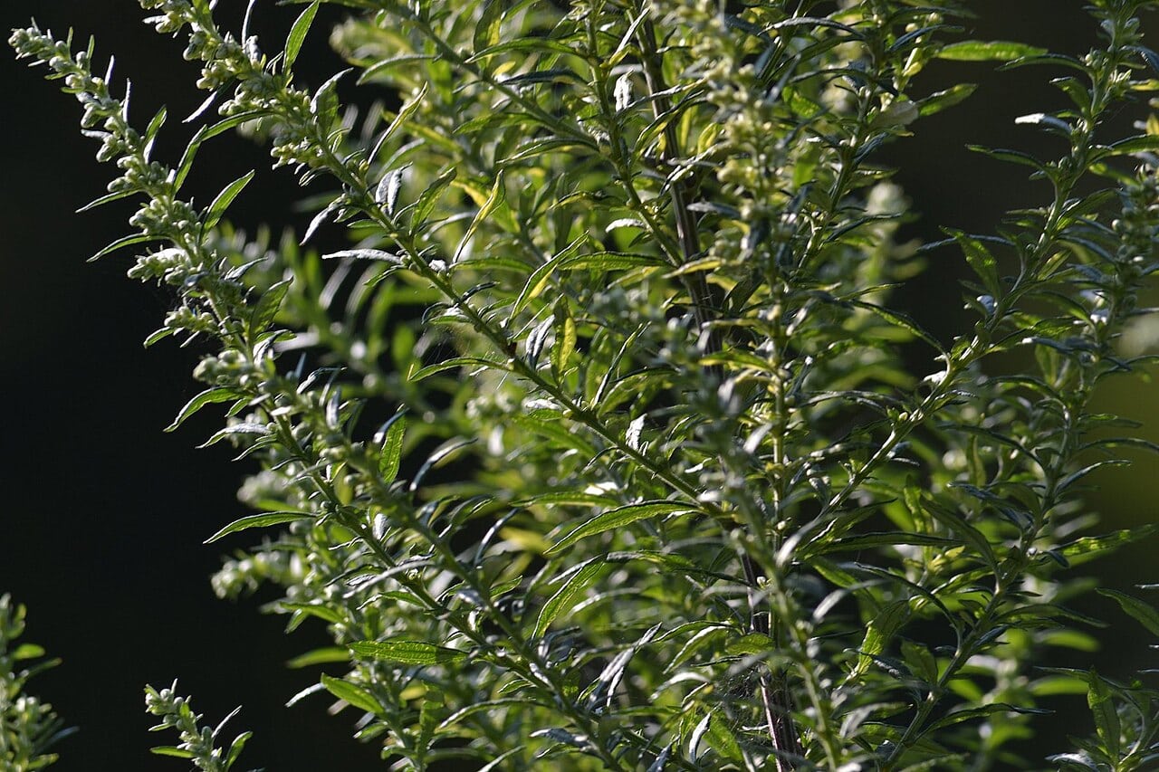 Estragon mit schmalen, glatten, dunkelgrünen Blättern