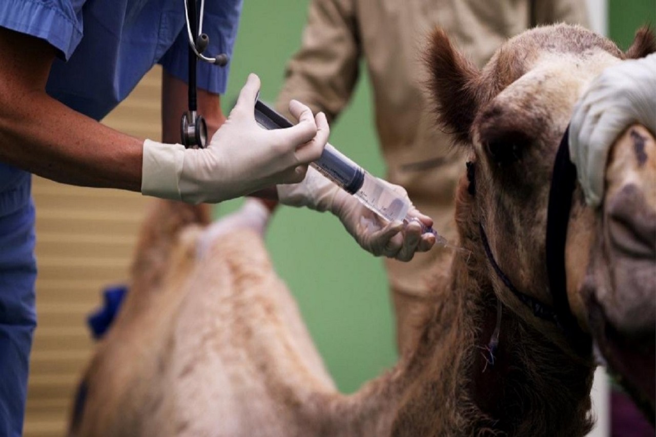 Medical and Veterinary Lab Setup in Saudi Arabia