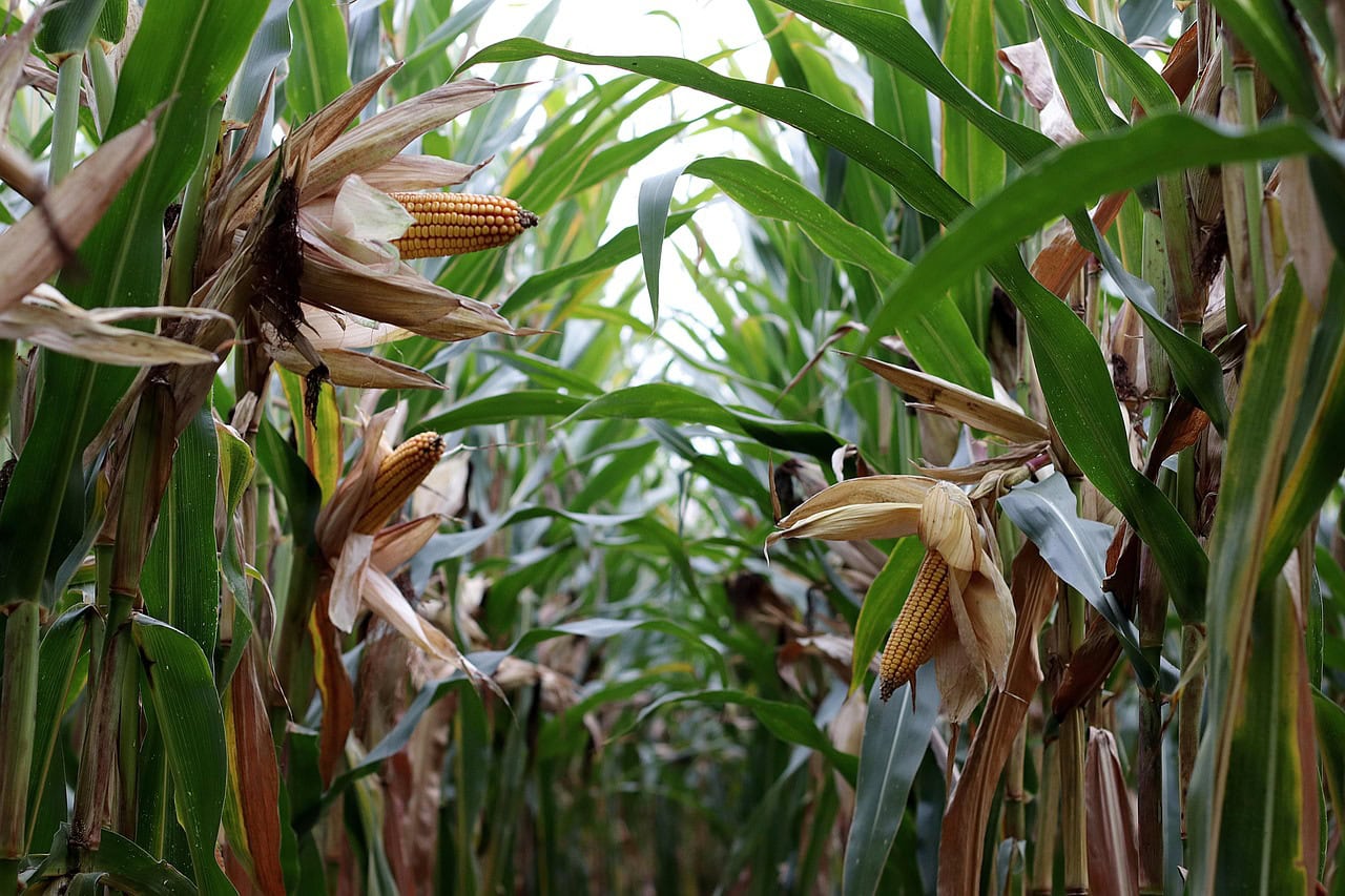 Emergencia agropecuaria en Santa Fe: la Comisión Nacional avaló la prórroga solicitada por Provincia 1 maizal