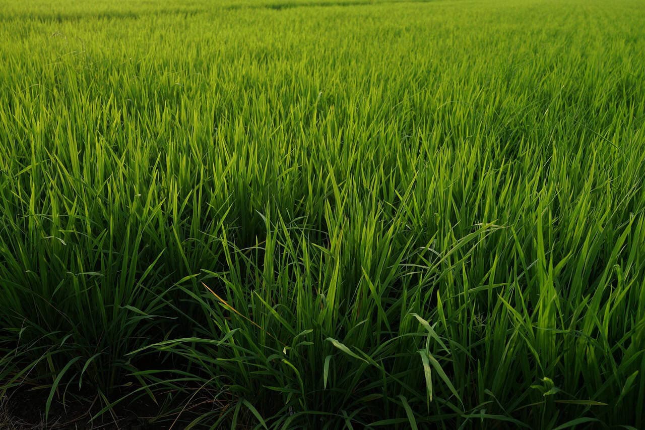Alianzas estratégicas para garantizar la demanda de arroz 1 rice fields 2947226 1280