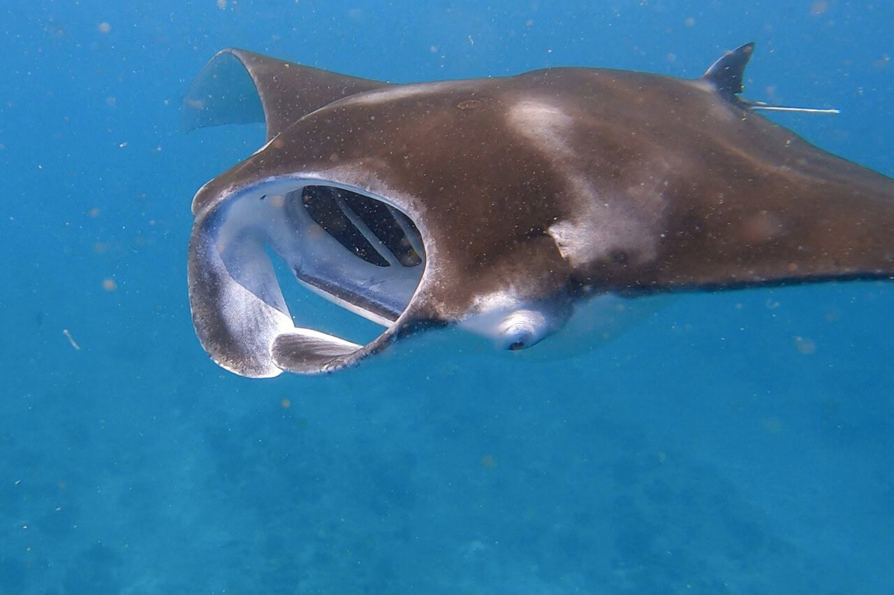 view of manta in the maldives