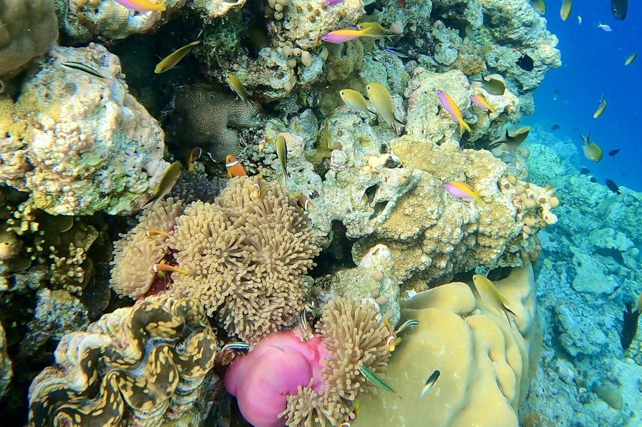 view of reef corals and tropical fish from snorkelling in the Maldives