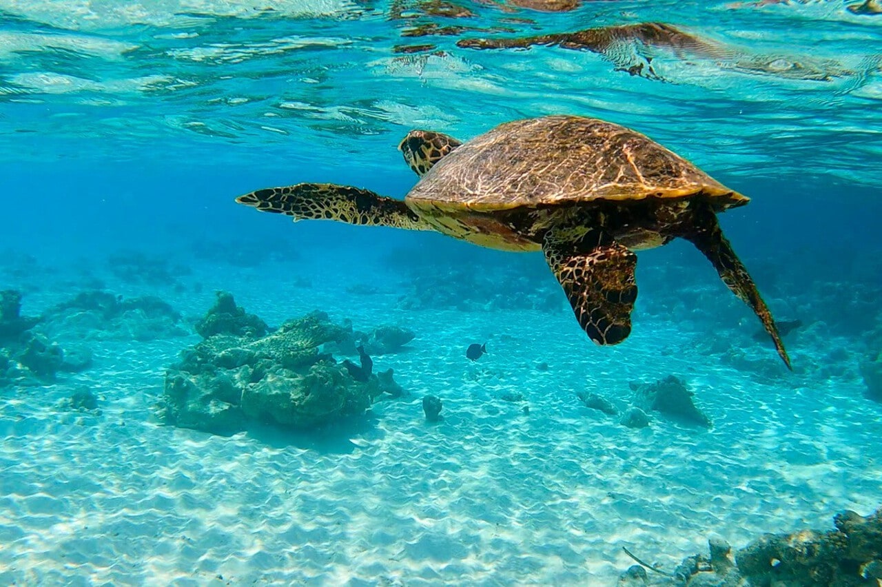 View of sea turtle while snorkelling in the Maldives