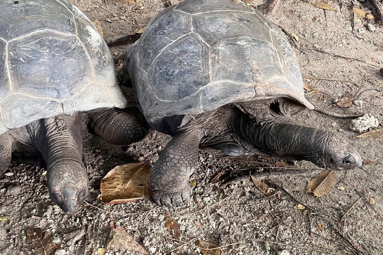 giant_tortoises_seychelles View of two giant tortoises