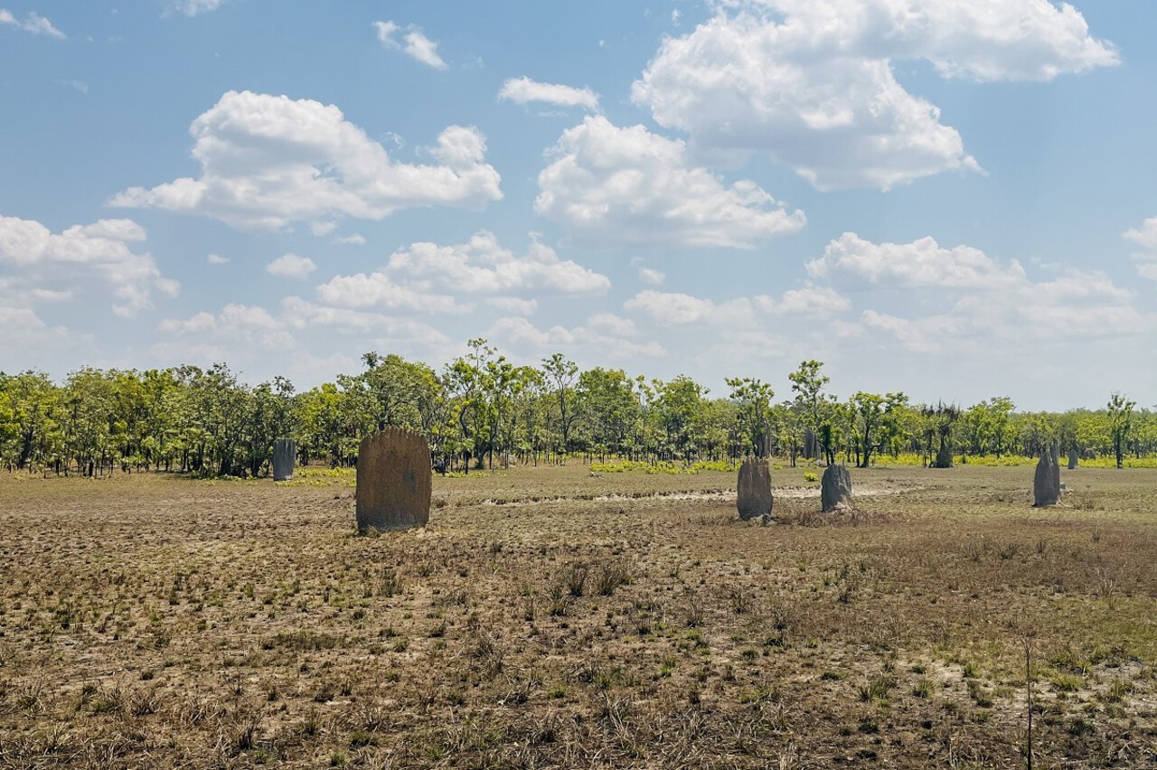 View of magnetic termite mounds in a field in Litchfield National