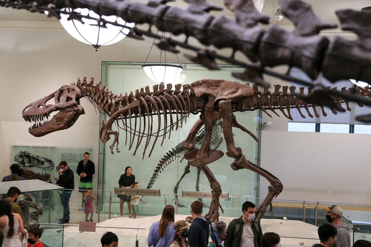 Muséum américain d’histoire naturelle, New York - Expo fossiles