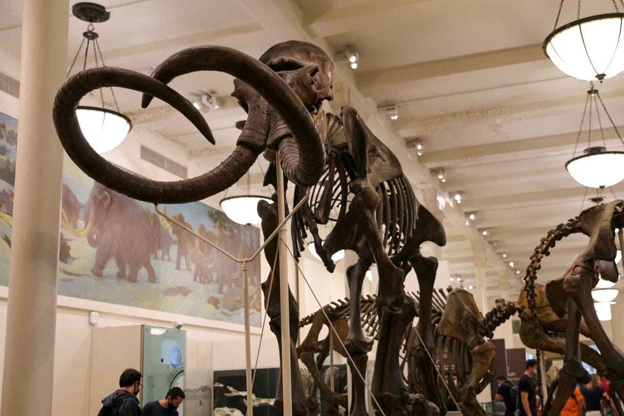 Muséum américain d’histoire naturelle, New York - Expo fossiles