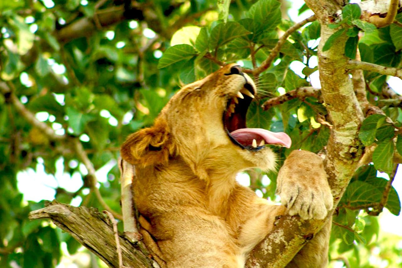 12 Days Uganda safari