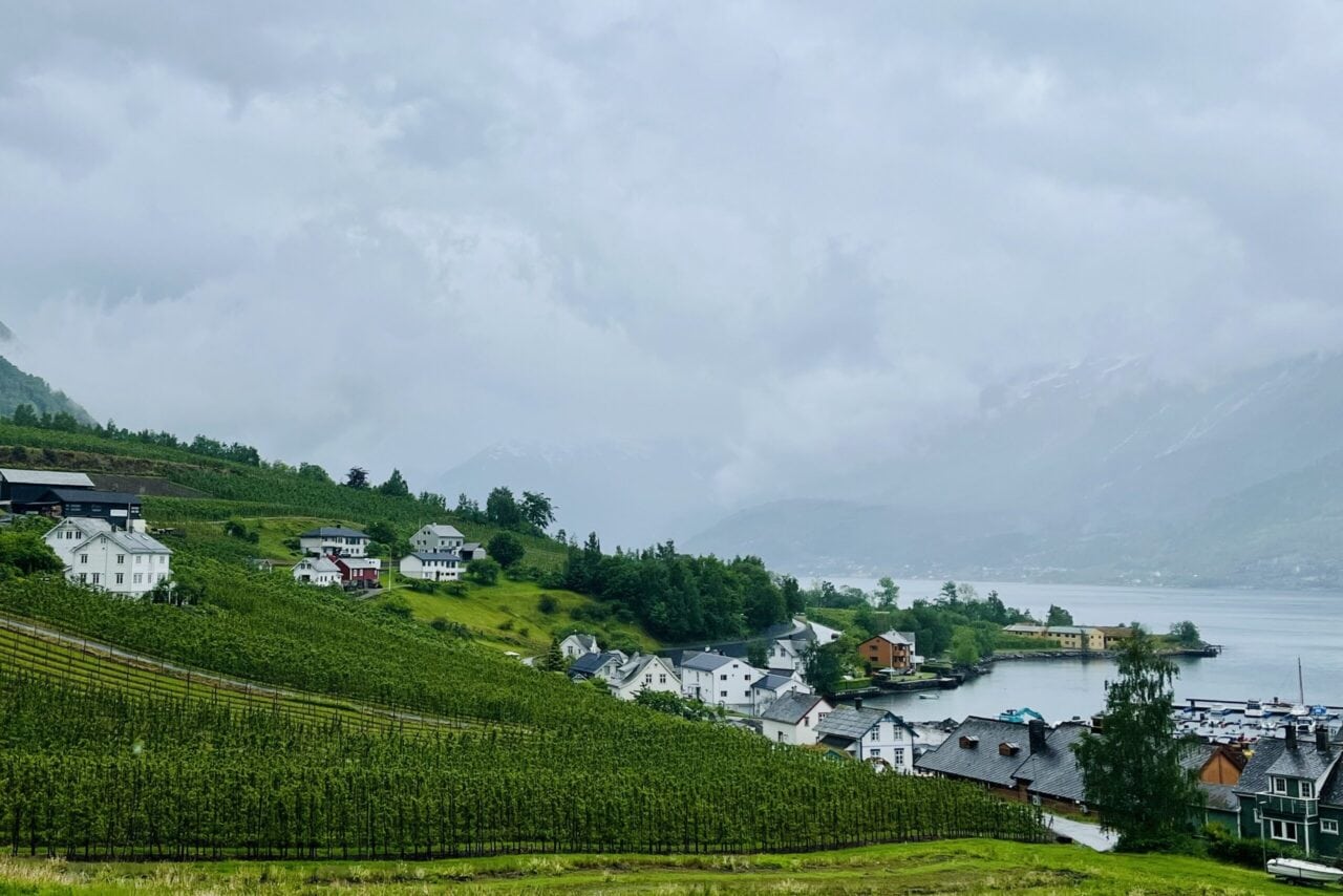 cider route itinerary, with apple orchards next to a fjord in norway