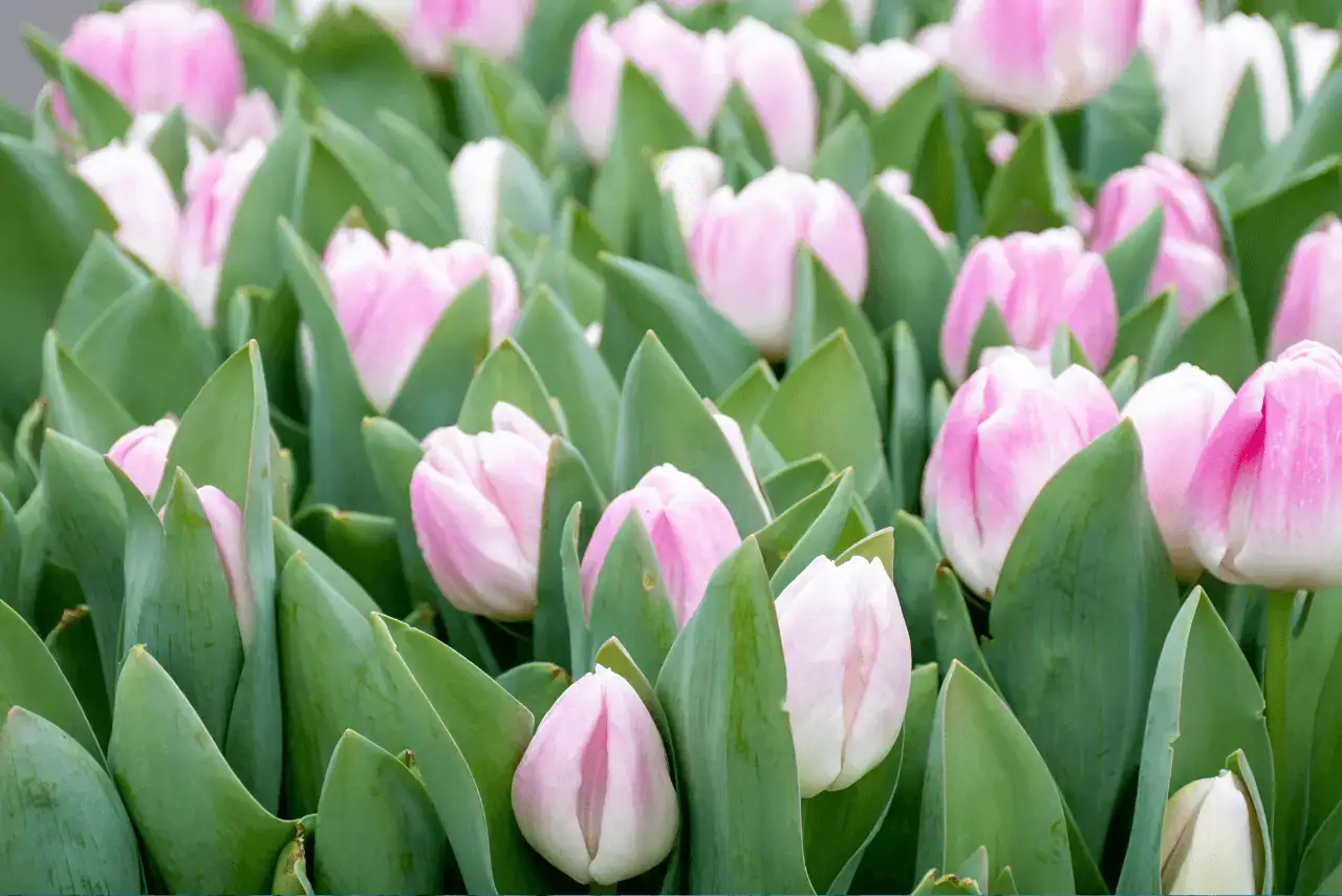 Flowers blossoming on a field