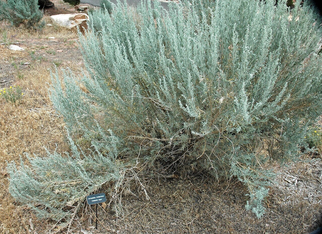 Graublauer Sagebrush-Strauch in nordamerikanischer Halbwüste