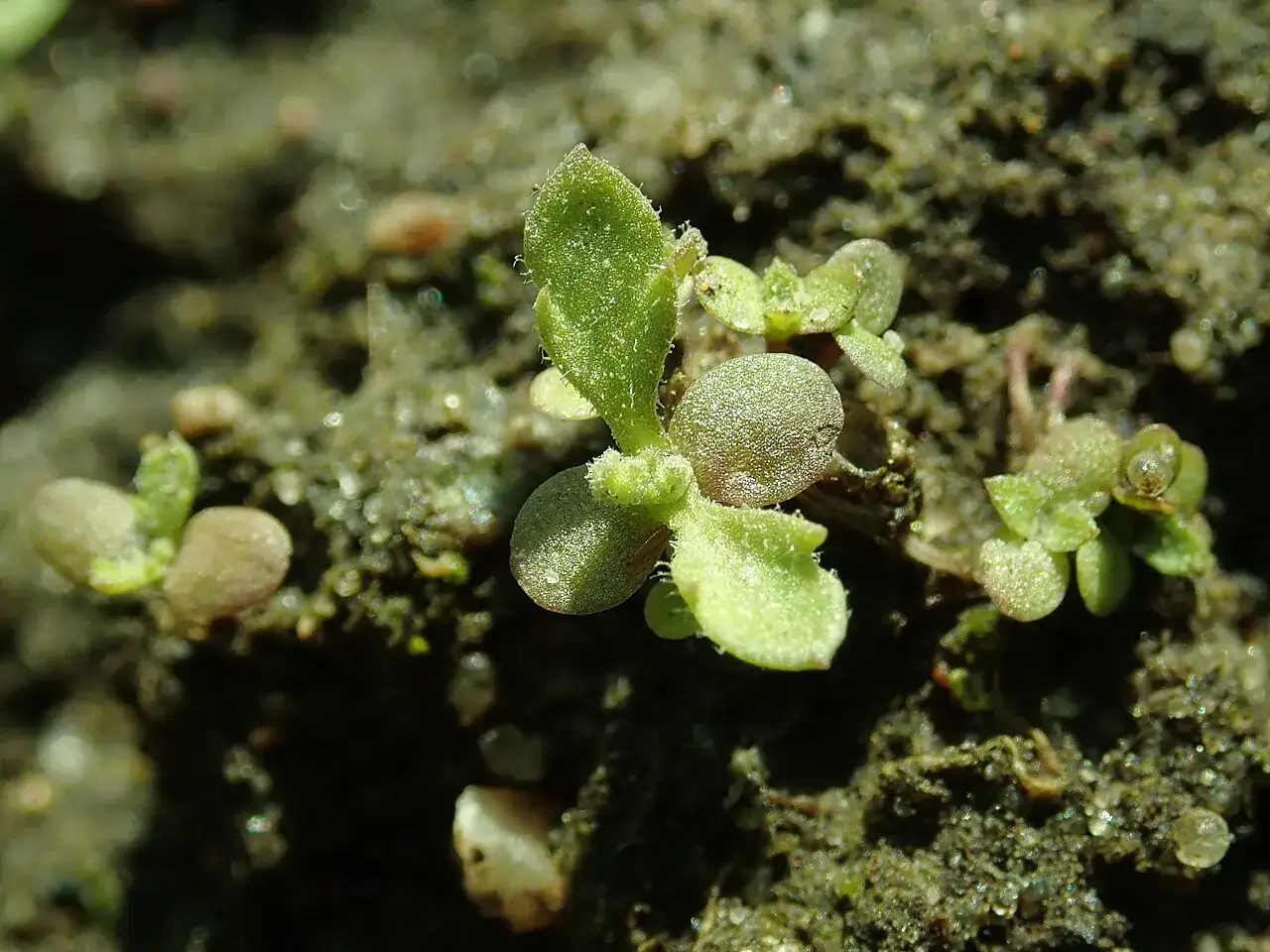 Junge Keimlinge von Artemisia annua mit runden Keimblättern und ersten gefiederten Laubblättern in Anzuchterde
