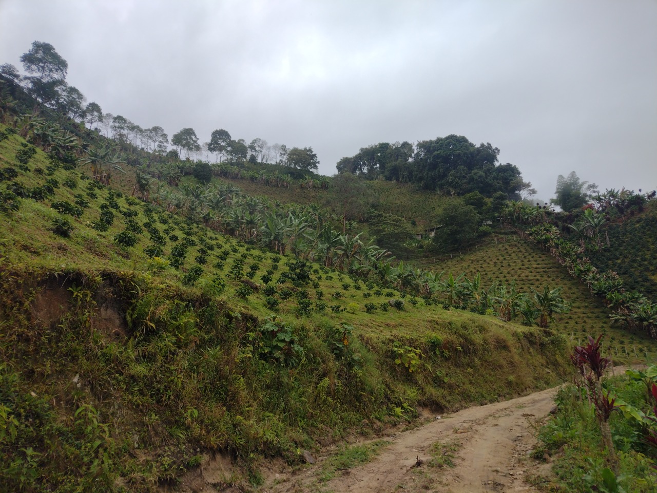 Familias rurales de Chaparral (Tolima) reciben incentivos económicos por proteger el bosque alto andino