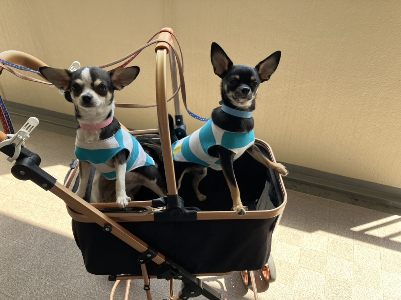 初めてにも関わらずとても馴染んで喜んでいました!
