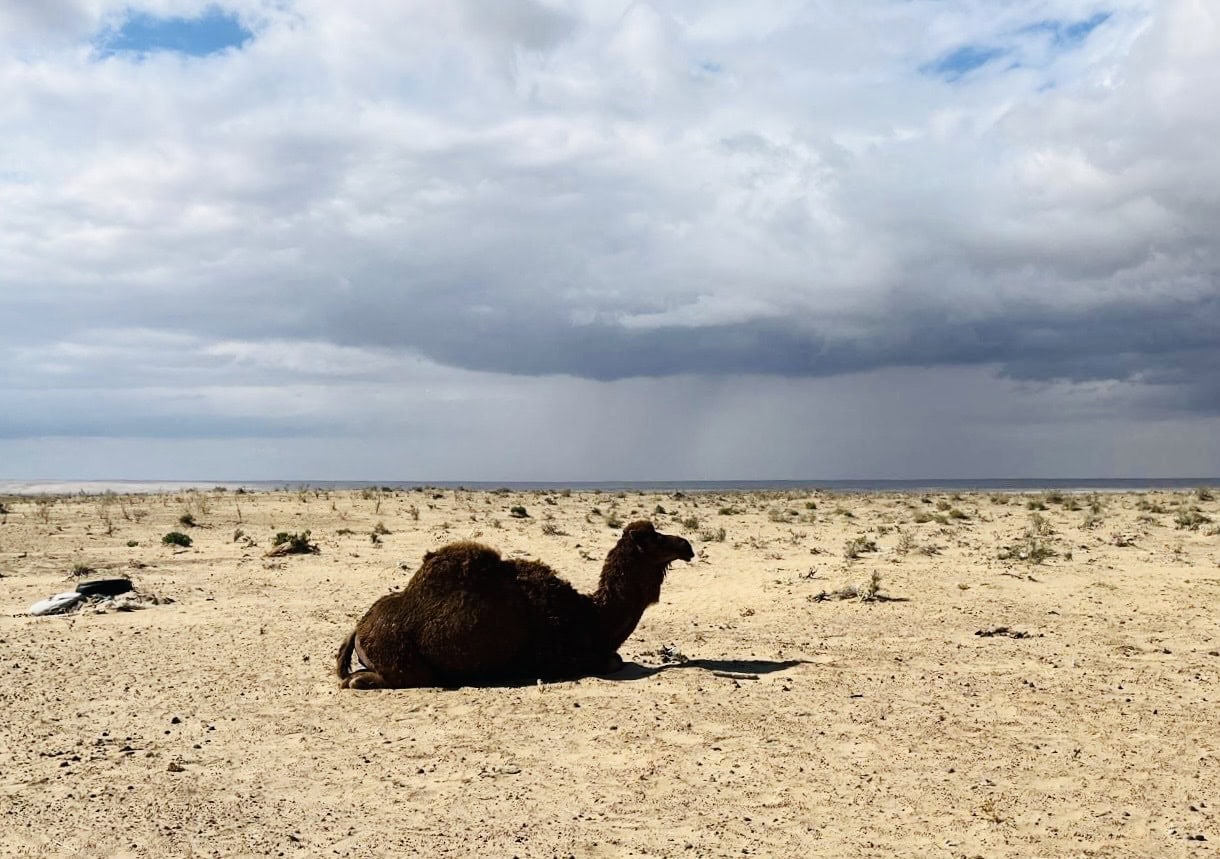 A camel sitting in the desert
