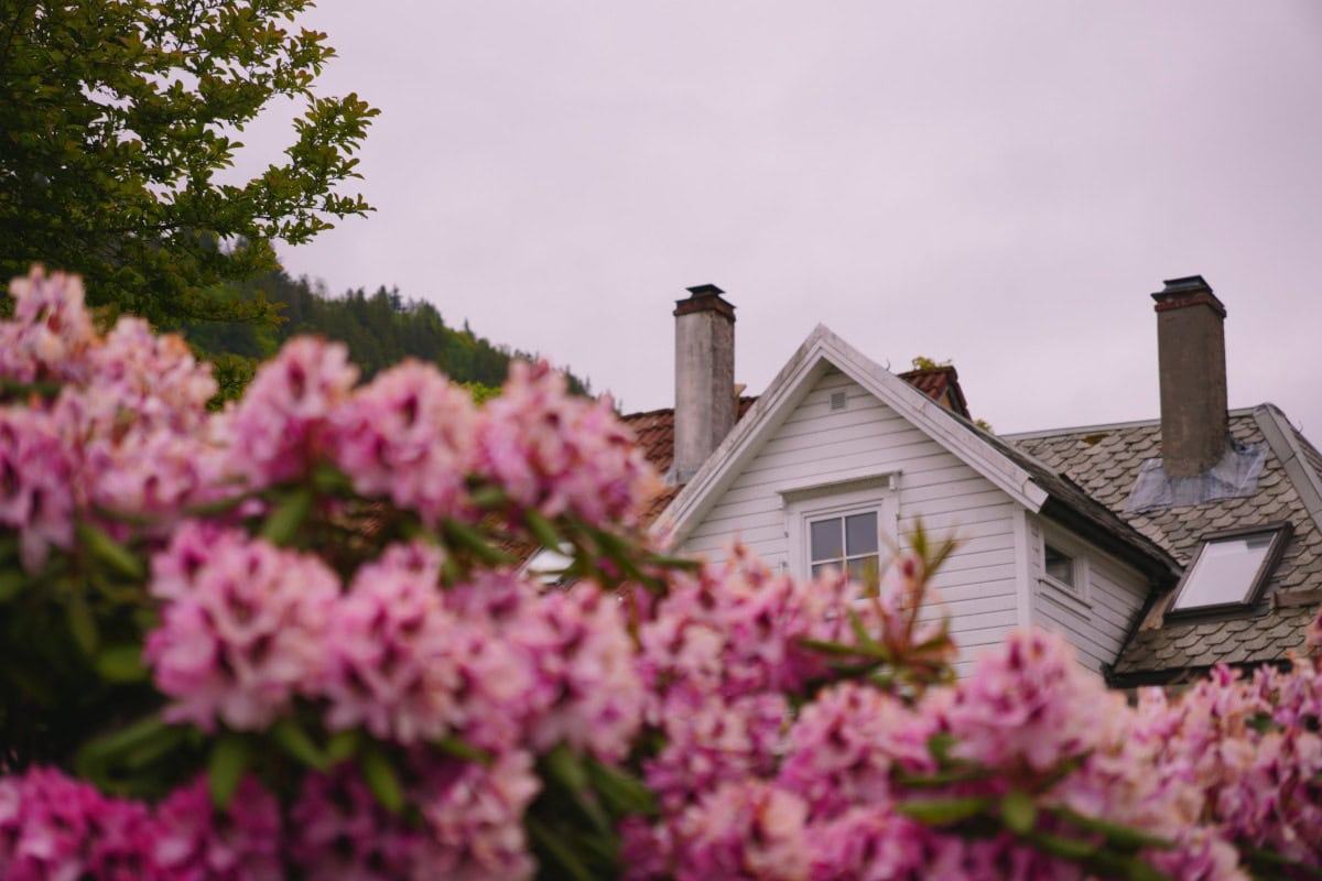 bergen_house_flowers View of wooden house with blooming flowers in the foreground