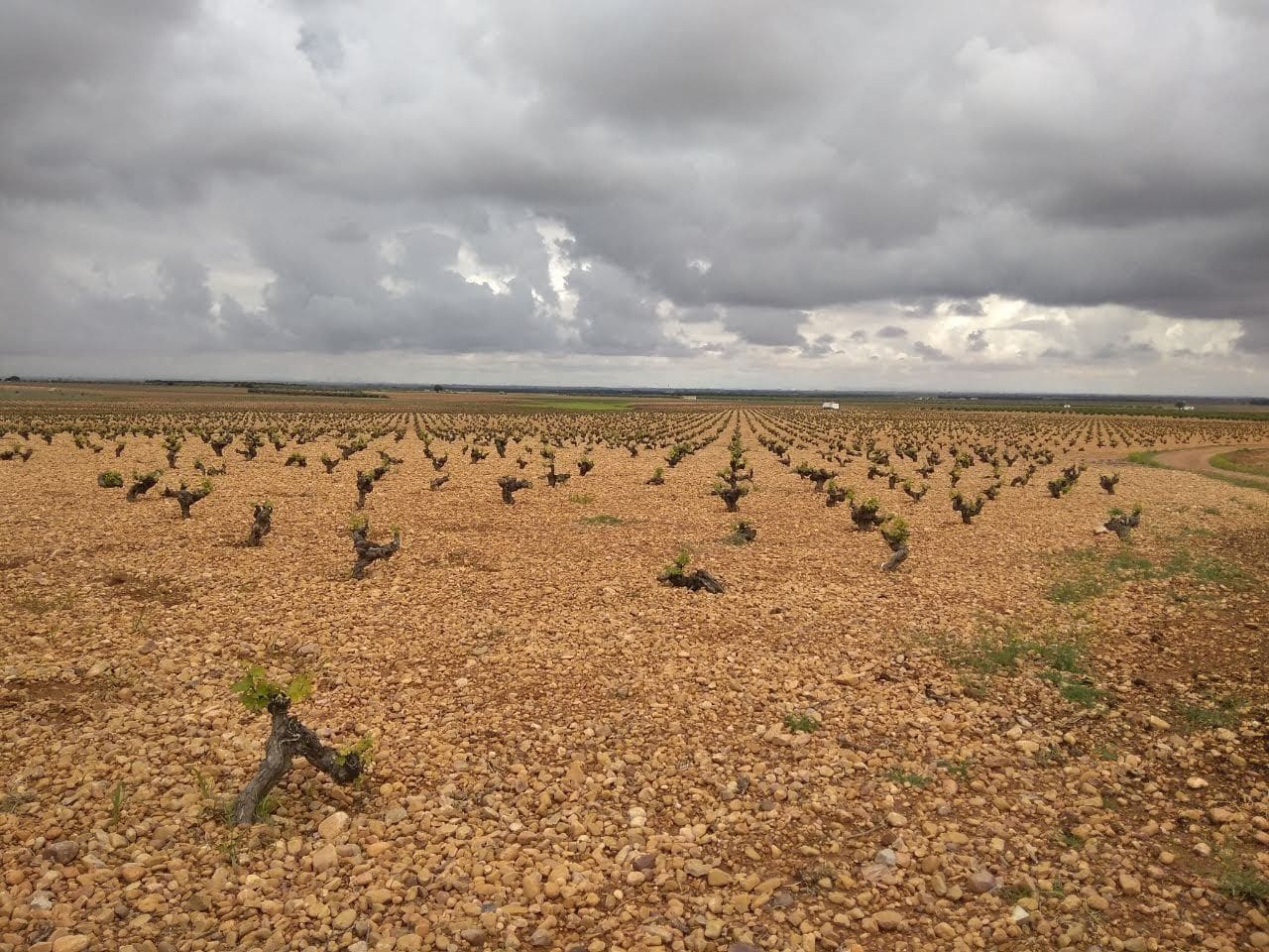 Viñas de airén en Quero