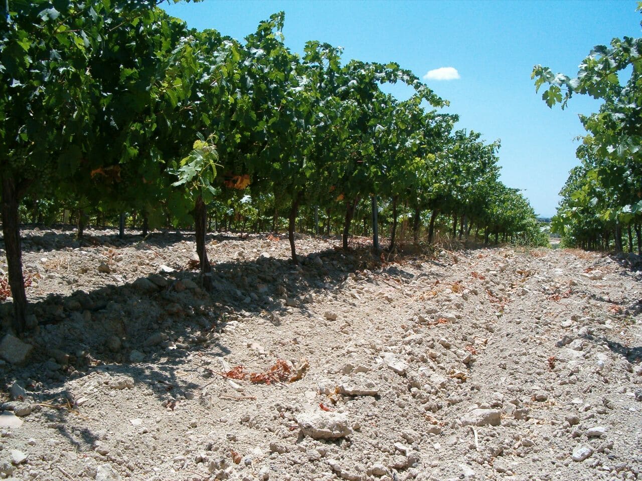 viñedo en primavera