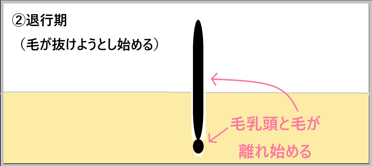 ②退行期の毛の状態を示した画像