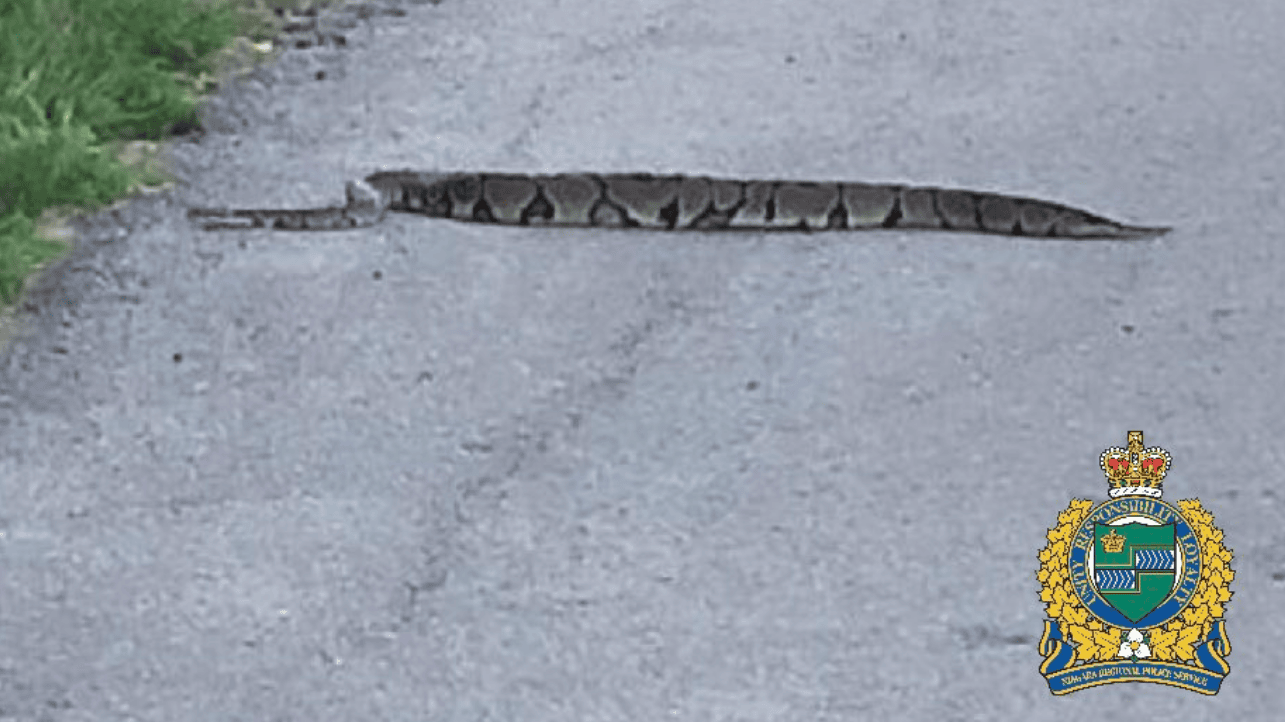 Look out for large Python on loose in Niagara Region