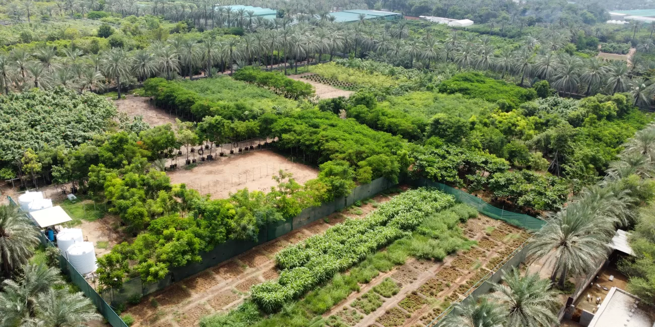Fujaira nursery مشتل الفجيرة لبيع الأشجار بالجملة
