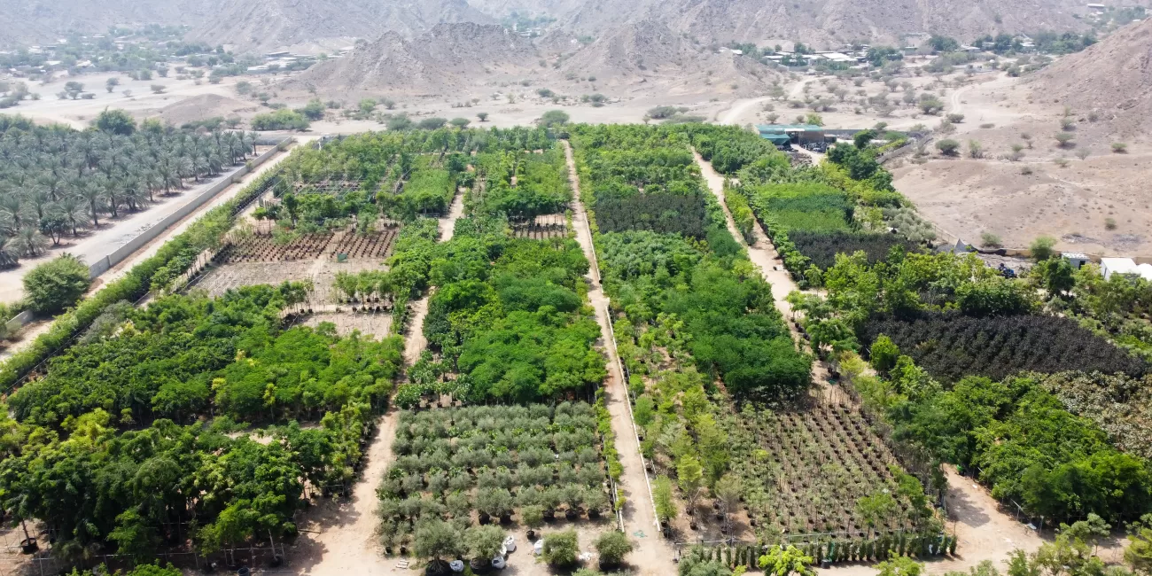 Fujaira nursery مشتل الفجيرة لبيع الأشجار بالجملة