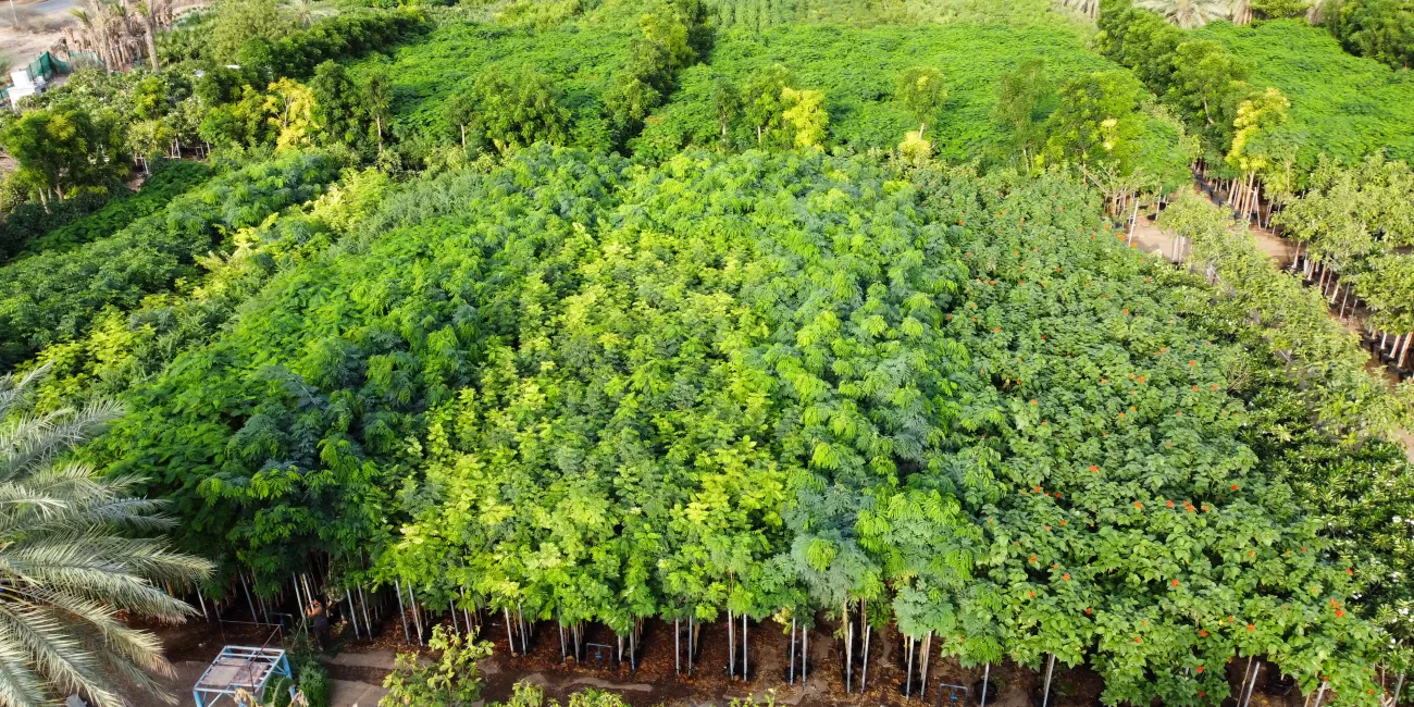 Fujaira nursery مشتل الفجيرة لبيع الأشجار بالجملة