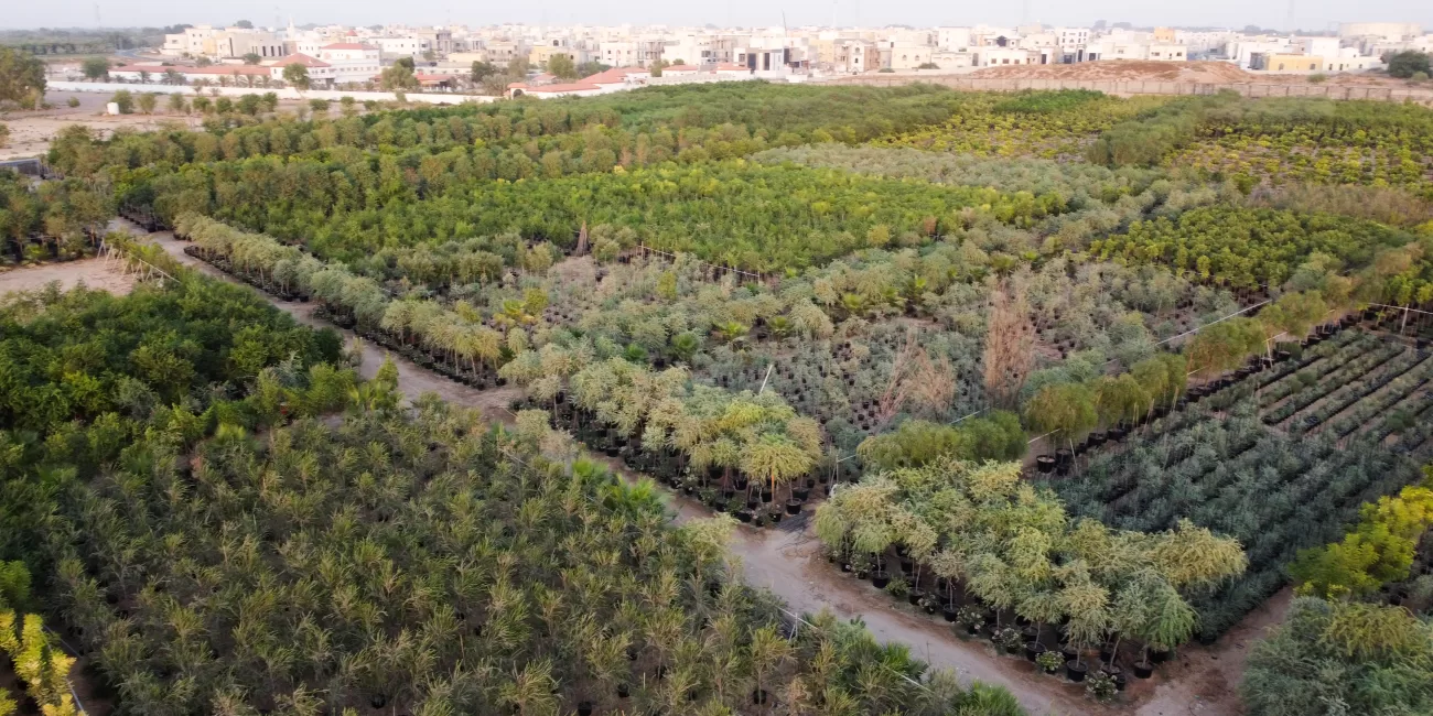 ajman nursery مشتل عجمان لبيع الأشجار