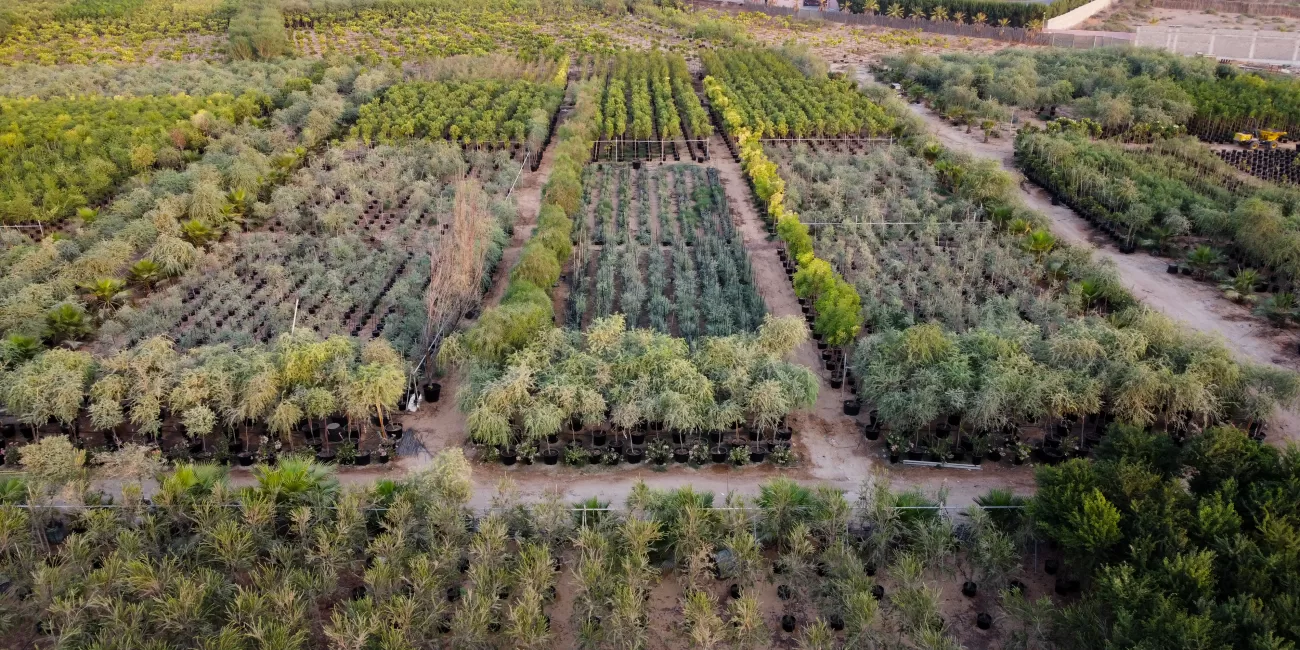 ajman nursery مشتل عجمان لبيع الأشجار