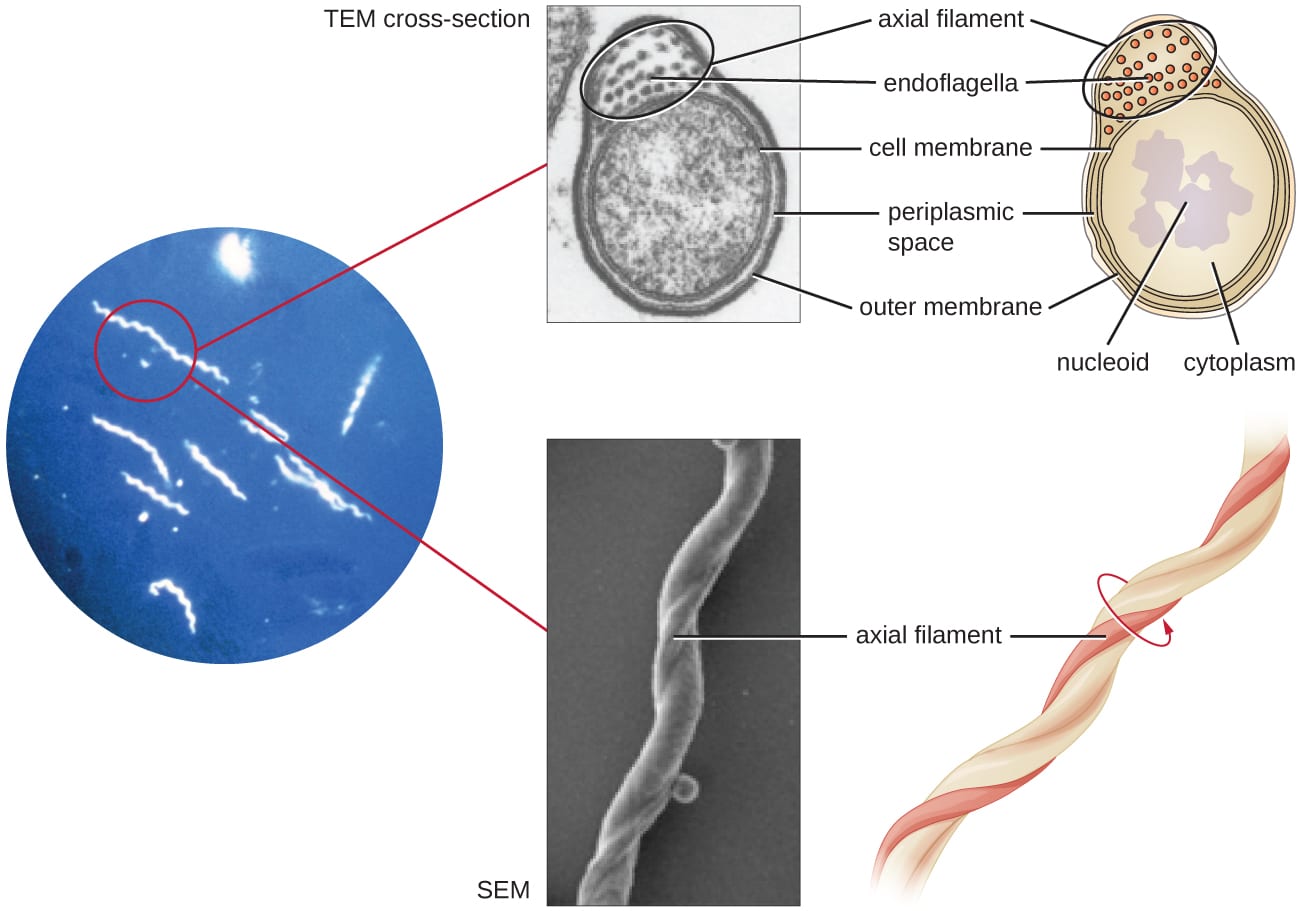 Skin Cell Lyme Bacteria