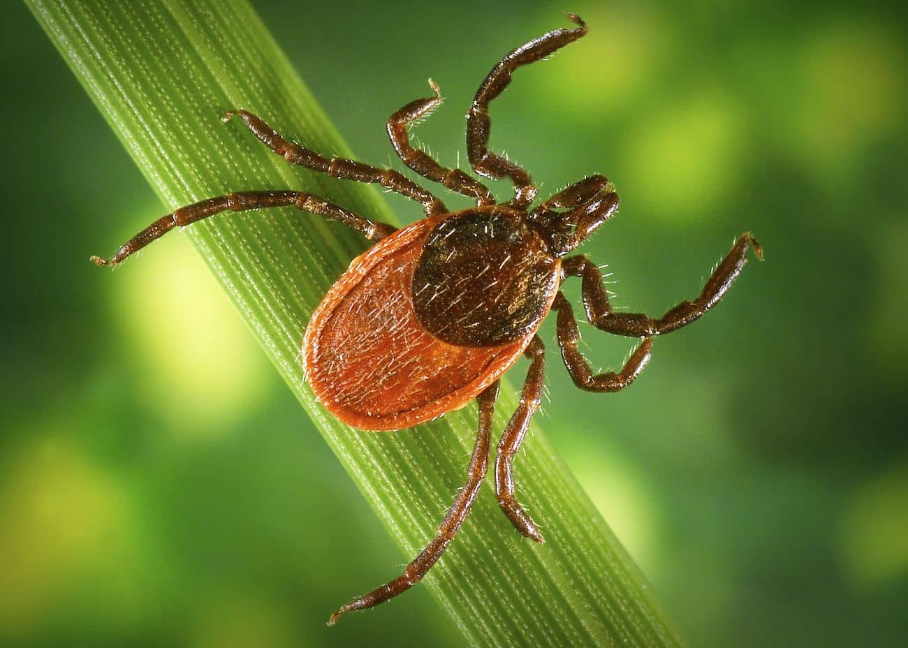 Lyme Literacy, The blacklegged ticks, Ixodes pacificus