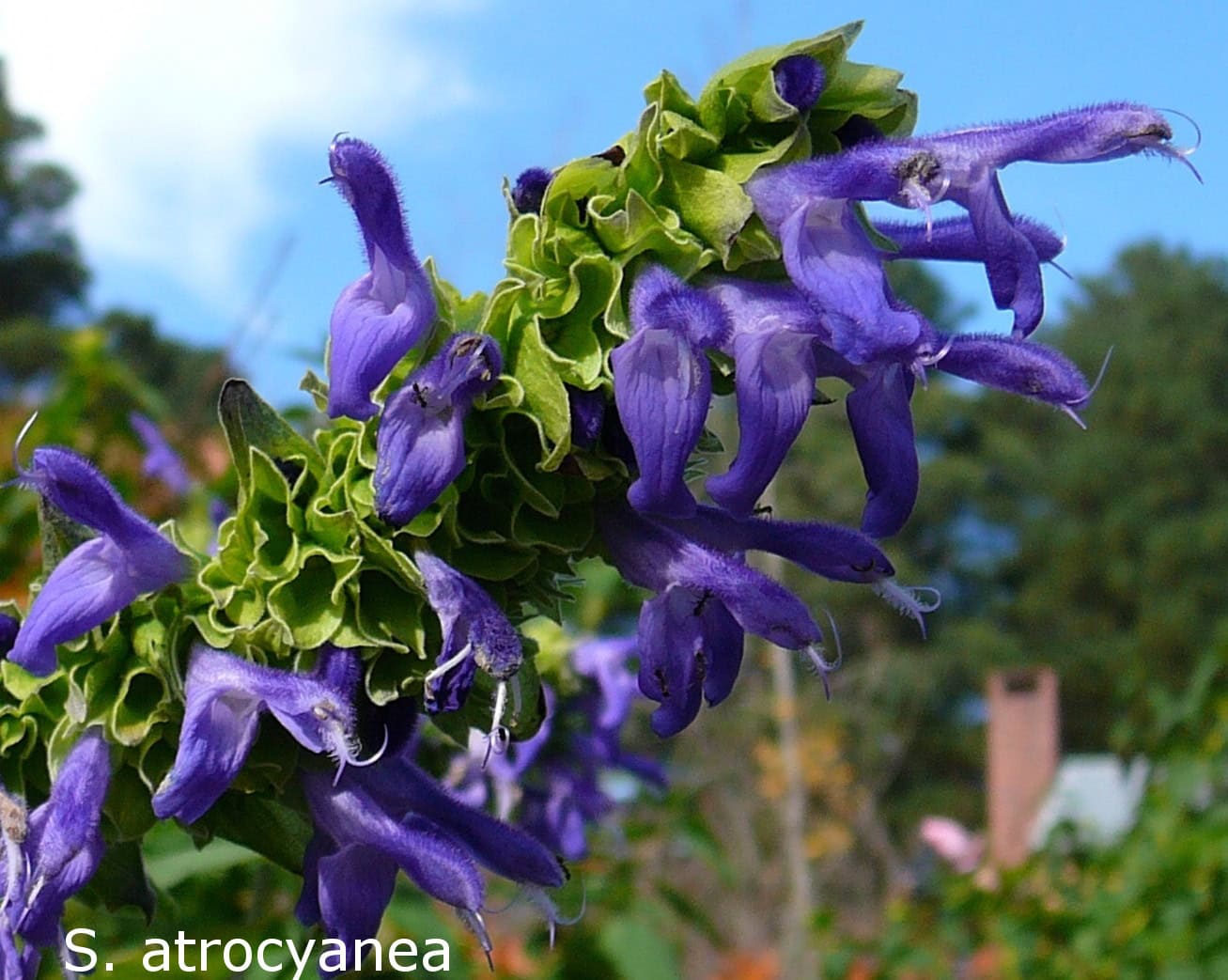 Salvia atrocyanea