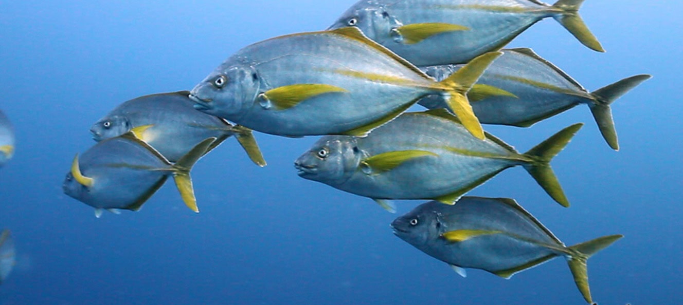 Sumérgete con Naranjito Buceo en Cabo de Palos