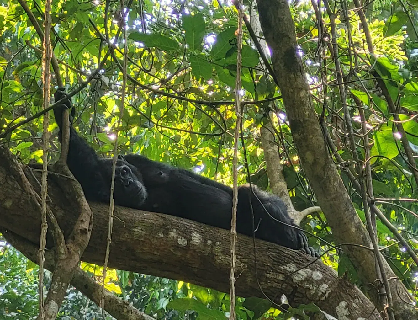 Nkuringo Gorilla Trekking Sector