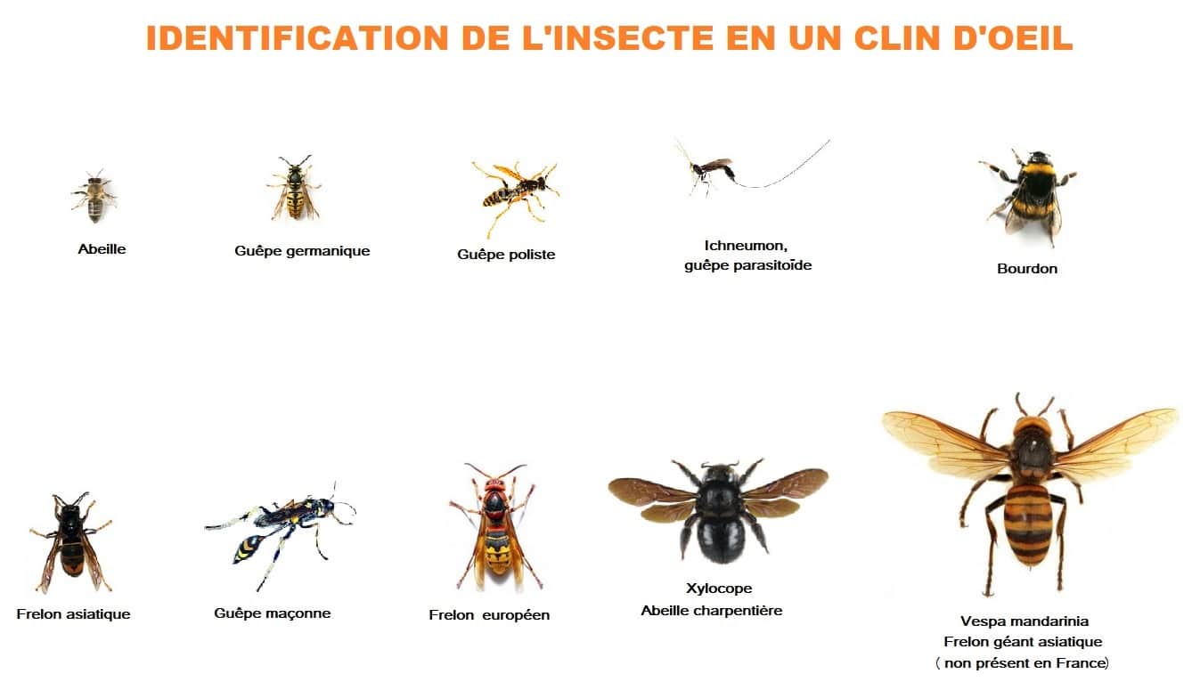 identification - Newsroom ALLO FRELONS