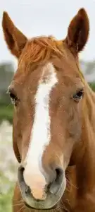 Mollie rescued bucking bronco mare, thriving in therapeutic sanctuary programs.