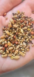 Is Moldy Bird Seed Bad for Birds