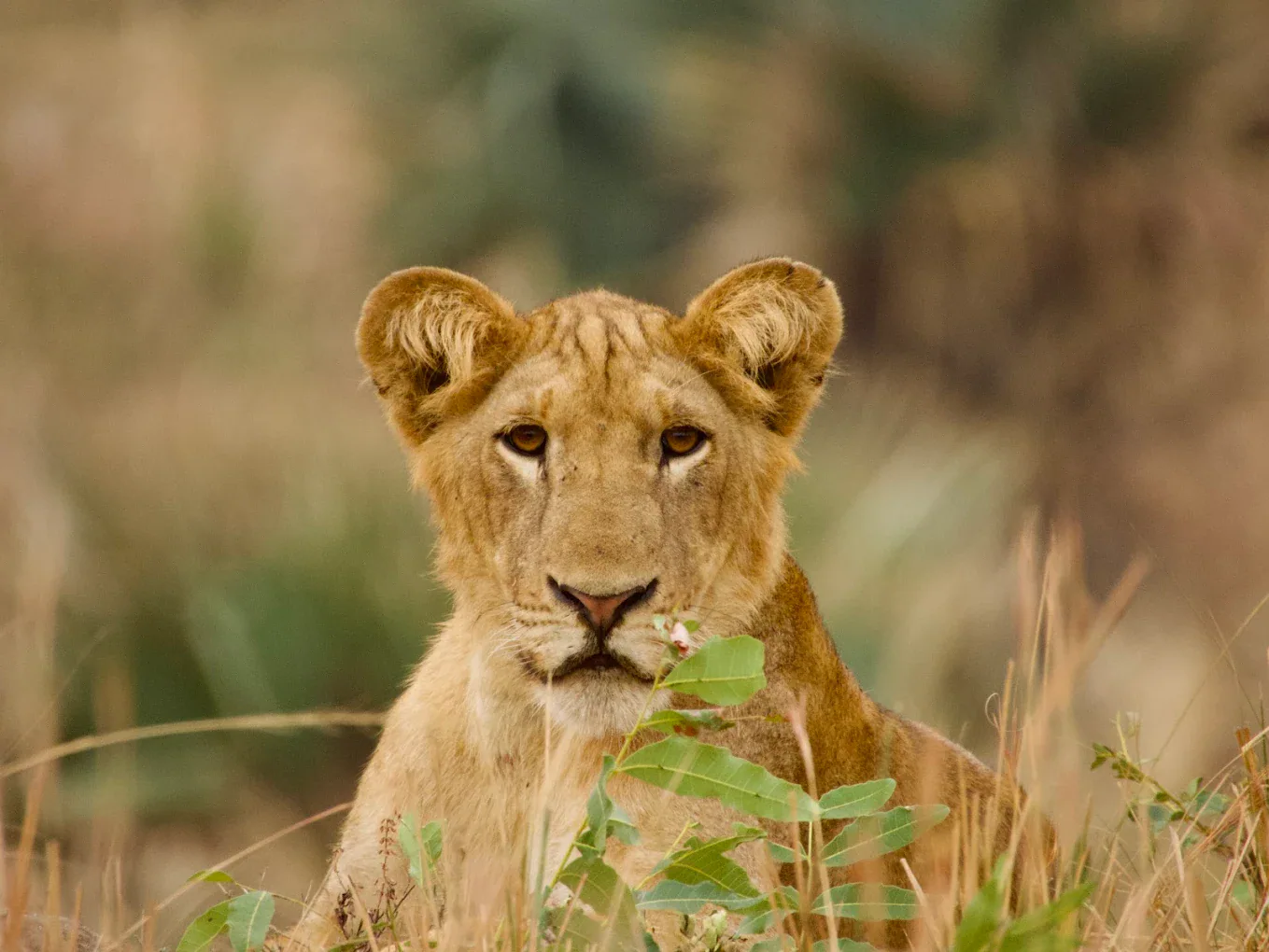 Queen elizabeth national park