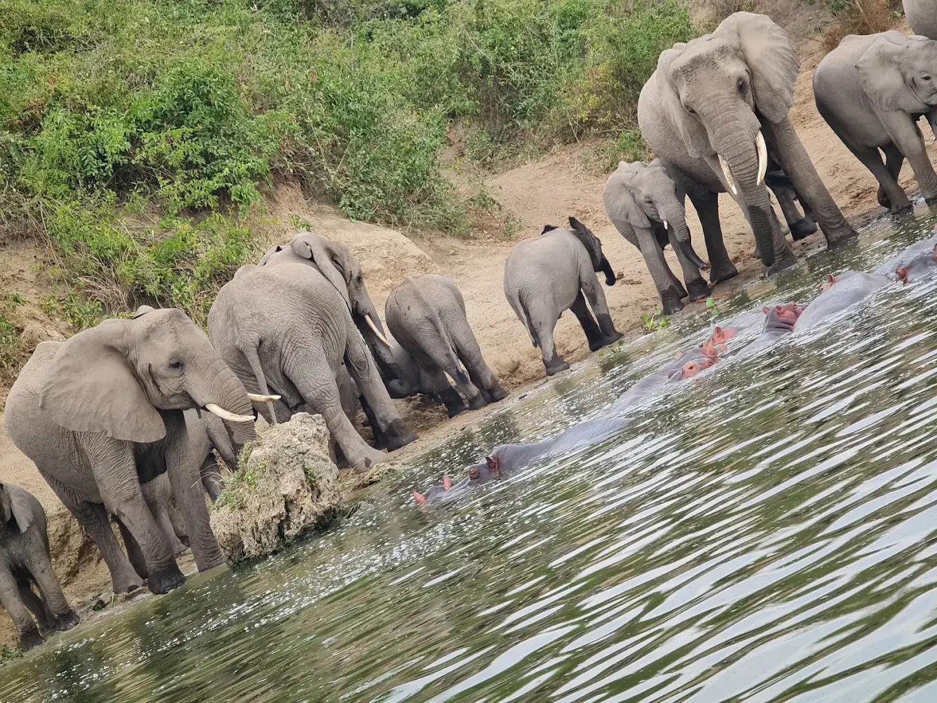 herds of elephants 