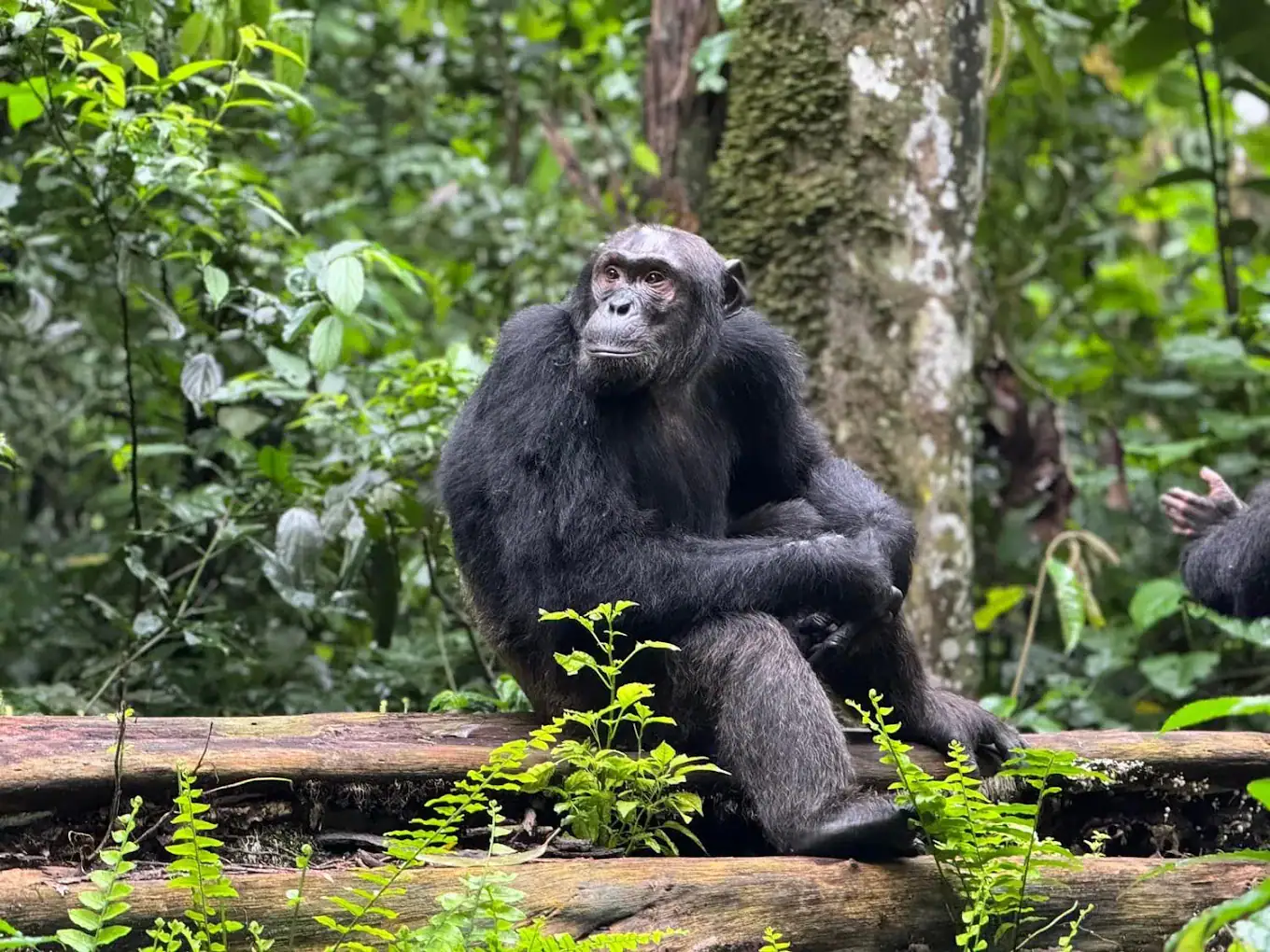 Kibale Forest National Park