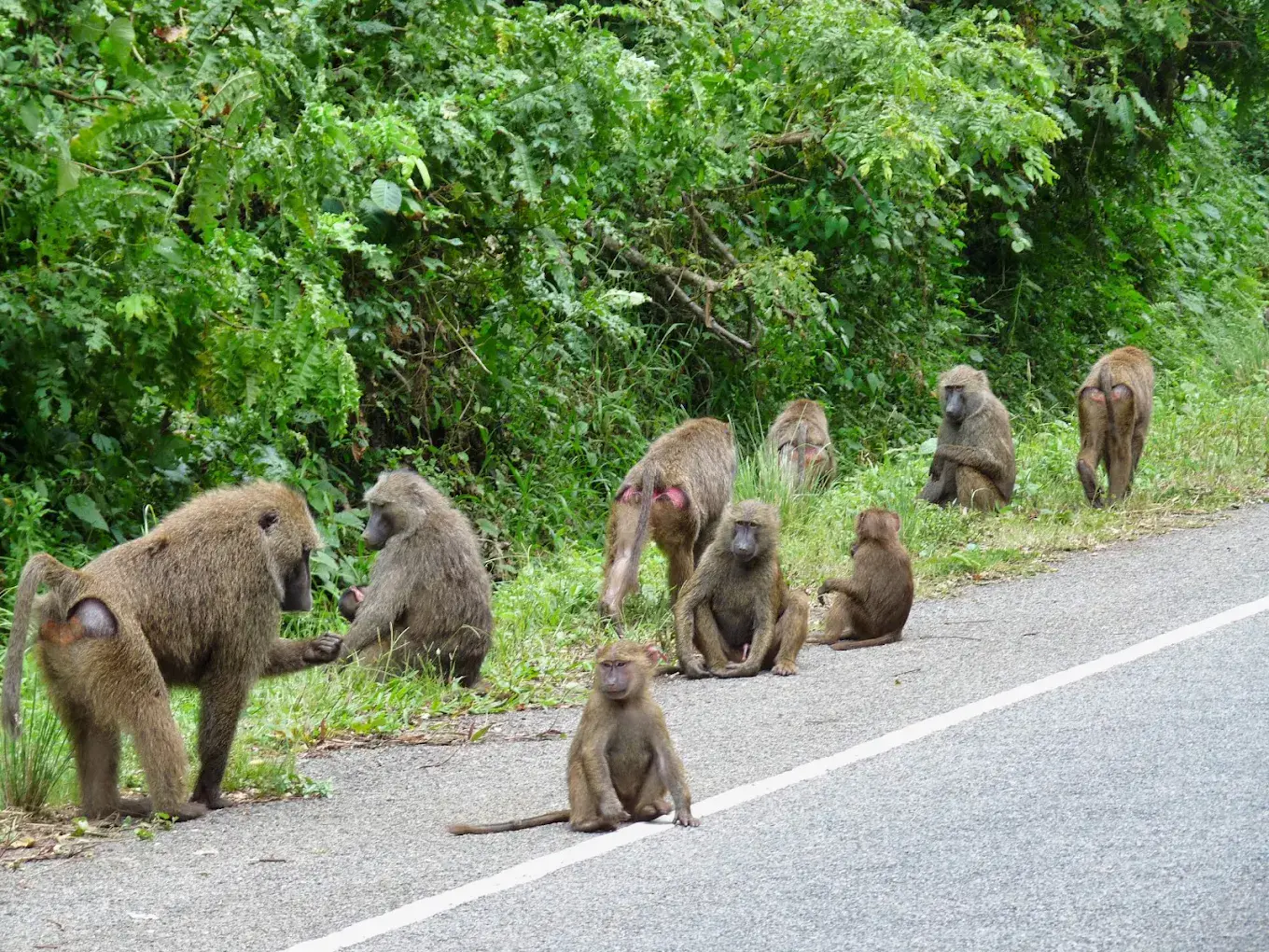 Kibale Forest National Park