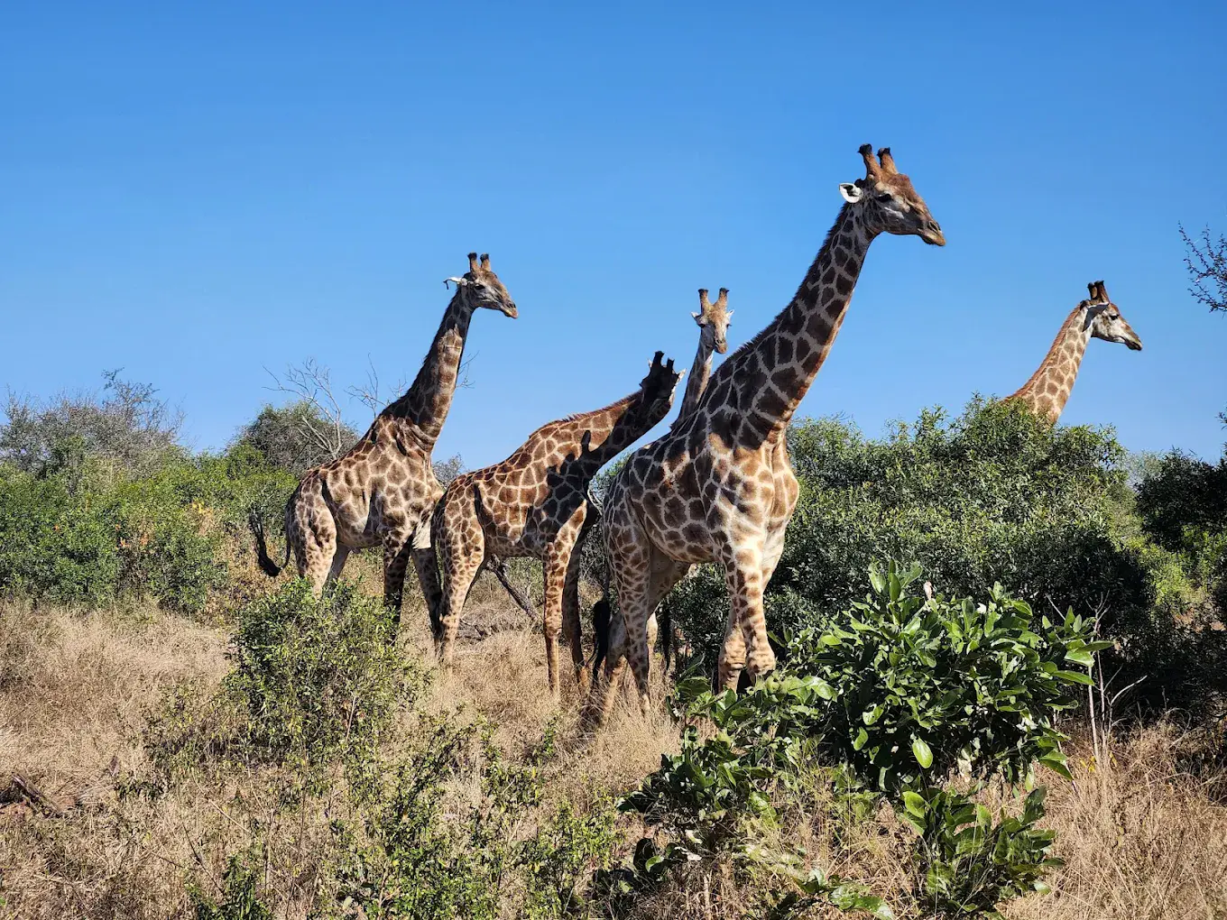 Giraffes
