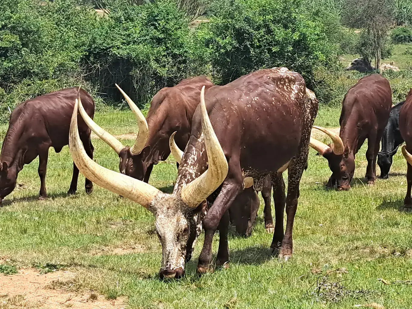 Lake Mburo