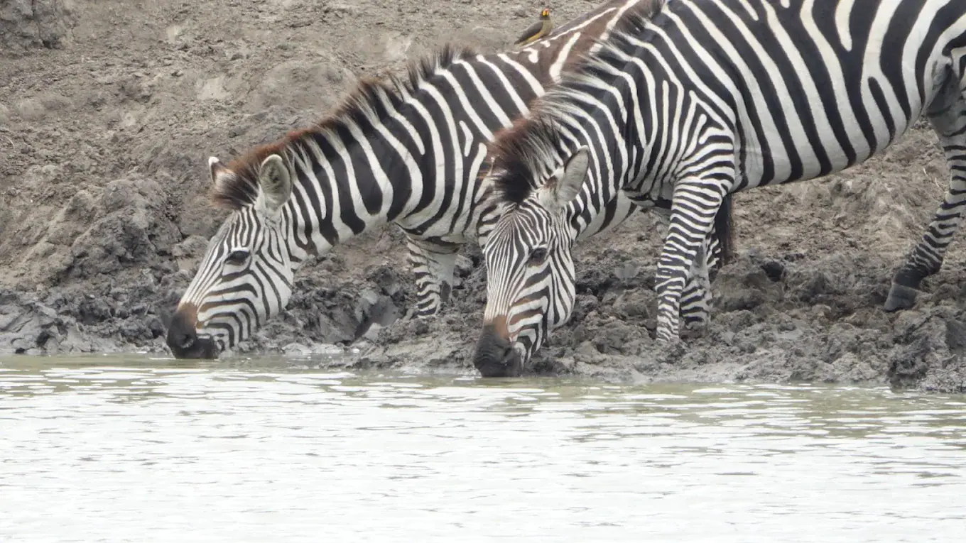 Lake Mburo