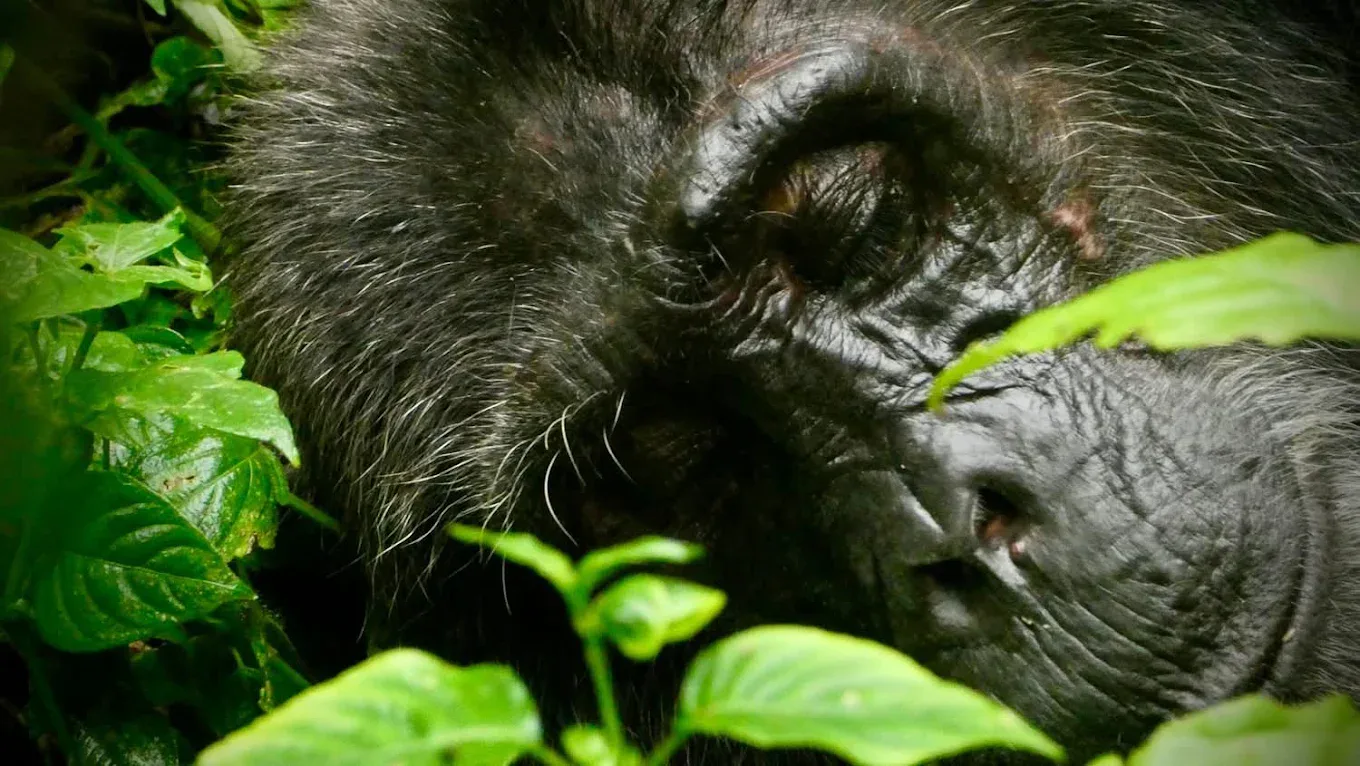 Gorilla trekking