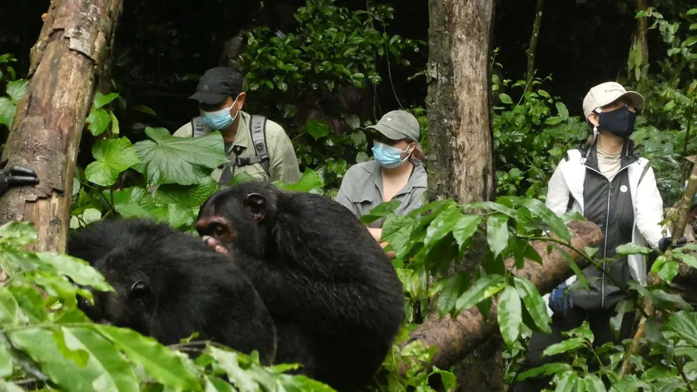Kibale Forest National Park