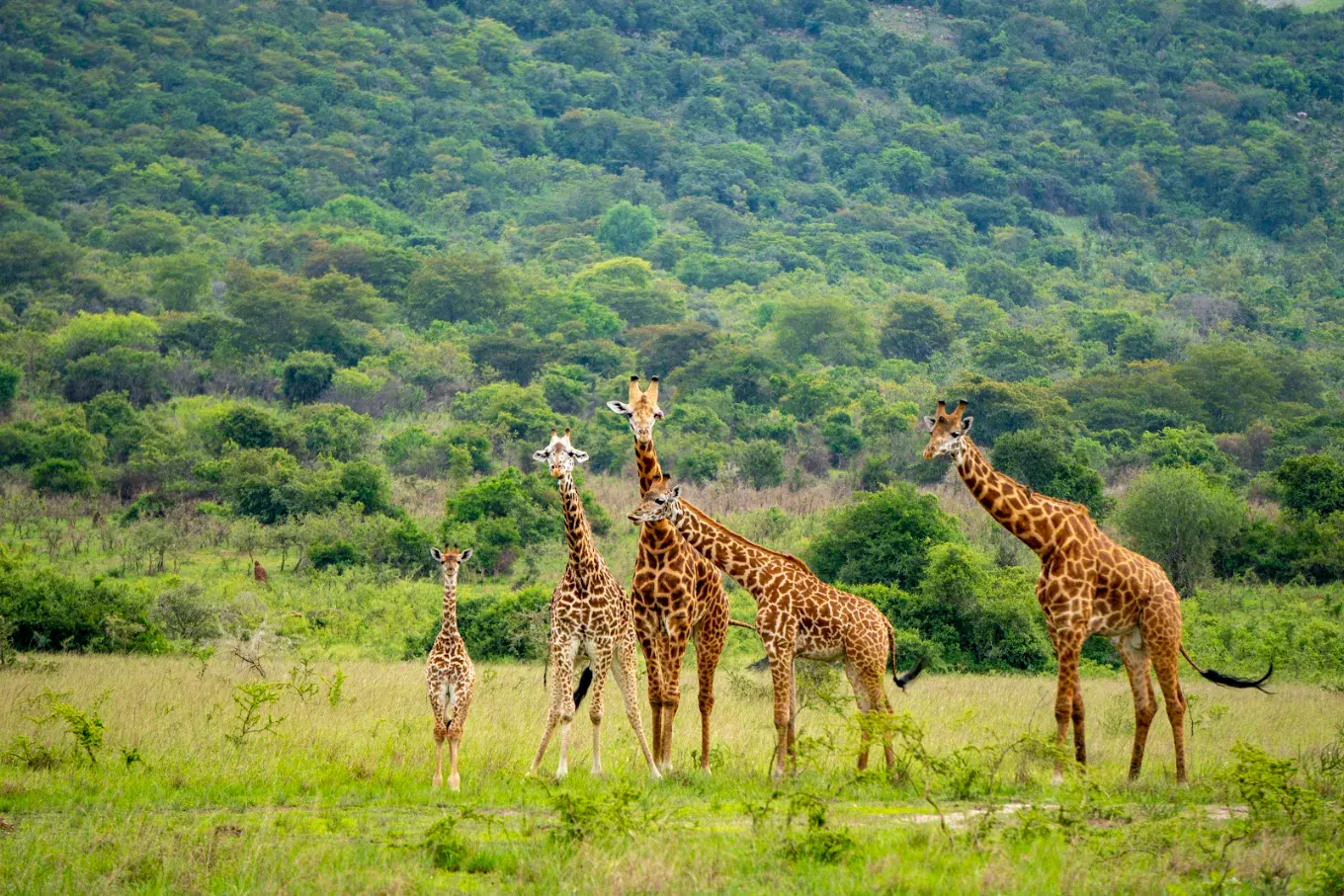 Murchison falls
