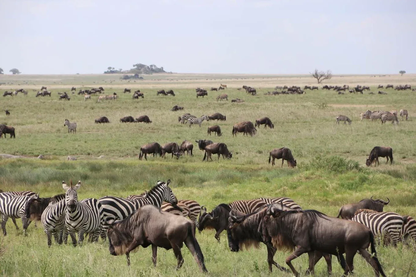 tanzania