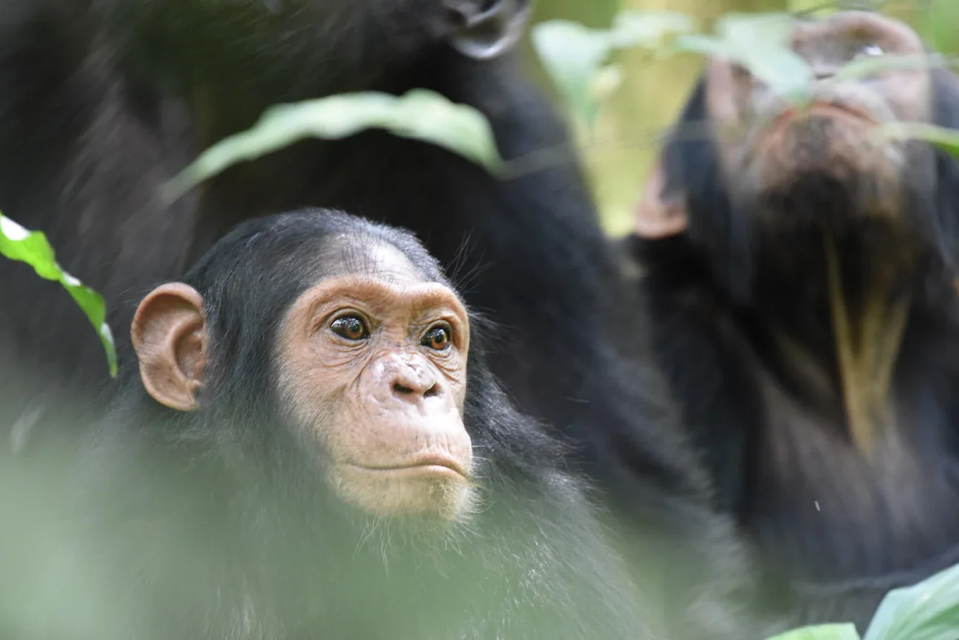 Kibale Forest National Park