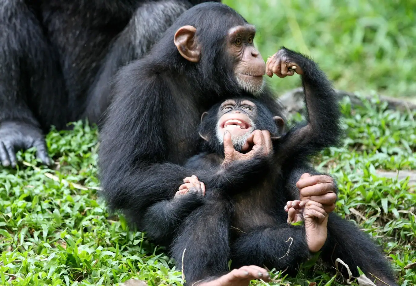 chimps tracking